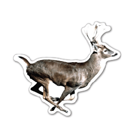 Deer Thin Stock Magnet
GM-MMD3546