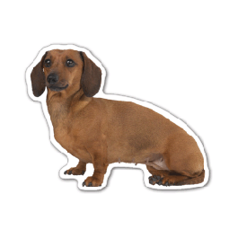 Dog 6 Thin Stock Magnet
GM-MMD3492