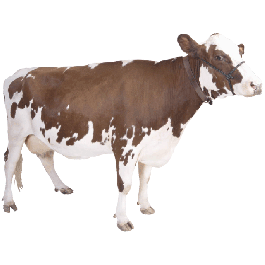 Cow Thin Stock Magnet
GM-MME3559